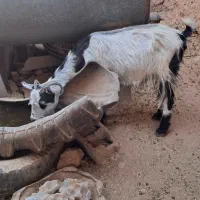 چاوش جوان شیرده ابستن