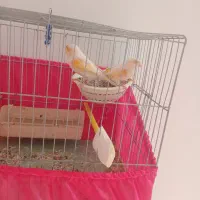 قناری|پرنده|نقده, |دیوار