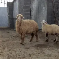 میش وبره گاو گوسفند  داشتی