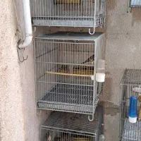 سهره قناری دهن سهره