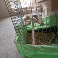 عروس‌هلندی|پرنده|ایوانکی, |دیوار