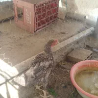 مرغ|حیوانات مزرعه|زاهدان, |دیوار