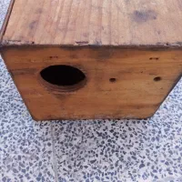 لونه عروس هلندی نو نو