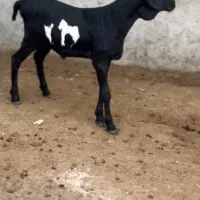 صلاله عربی|حیوانات مزرعه|بندر کنگان, |دیوار