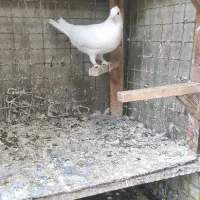 سفید اراکی.سینه قهوه‌ای.پلاکی