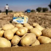 به یک نیروی کار دربساط سیب زمینی نیازمندیم