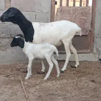 میش صومالی