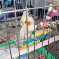 عروس هلندی نرماده رام|پرنده|سنقر, |دیوار