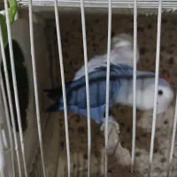 جفت  کوتوله