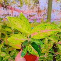 گل وگیاه|گل و گیاه طبیعی|بندرعباس, |دیوار