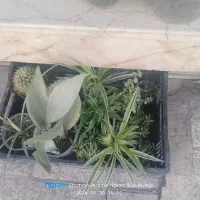حراج گل|گل و گیاه طبیعی|گلستان (تهران), |دیوار