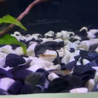 آکواریوم پلنت|ماهی|شاهرود, |دیوار