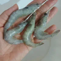 میگو قلاب وطعمه