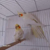 ،عروس هلندی