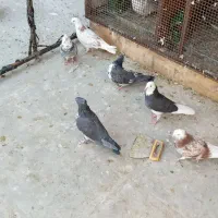 ۱۰عددجوجه کفتر عالی