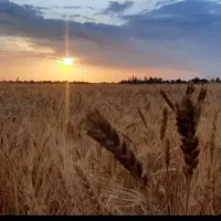 اجاره ۱۰ هکتار زمین کشاورزی آب شیرین هندوانه|اجارهٔ دفتر صنعتی، کشاورزی، تجاری|ایرانشهر, |دیوار