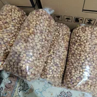 قصب،خرمای زاهدی