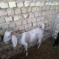 کره نر وماده|حیوانات مزرعه|رفسنجان, |دیوار
