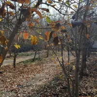 باغ ۸ من صفا باغی|فروش زمین و ملک کلنگی|بناب, |دیوار