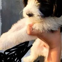 سگ پاکوتاه