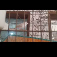 قناری نر آوازخوان طوطی ملنگو گرینچیک راهب خورشیدی|پرنده|مشهد, امیریه|دیوار