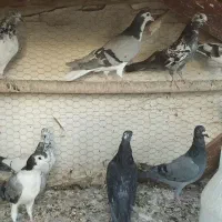 فروش کبوتر|پرنده|اصفهان, خوراسگان|دیوار