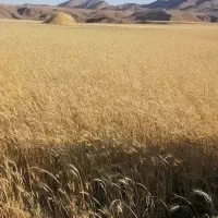 کاه گندم خرمن کوب