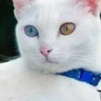 گربه ماده 7ماهه نژاد بریتیش|گربه|دماوند, دماوند|دیوار