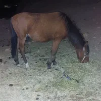 اسب نر فروشی