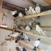 کبوترپرشی
