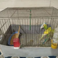 مرغ عشق|پرنده|چهاردانگه (تهران), |دیوار
