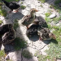 جوجه بوقلمون