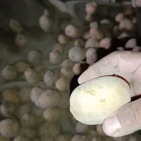 سیب‌زمینی بذری سانتا مدل ۴۰۲ سورت شده