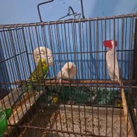 مرغ عشق|پرنده|ساری, |دیوار