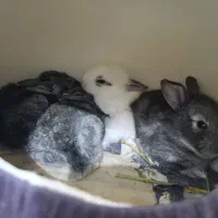 بچه خرگوش|موش و خرگوش|بندر دیر, |دیوار