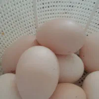 فروش تخم نطفه دار گلین