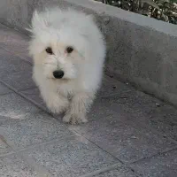 سگ پا کوتاه