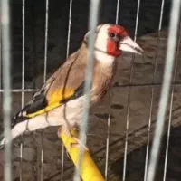 یک عدد قناری سوخته|پرنده|خمینی‌شهر, |دیوار