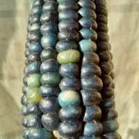 ذرت رنگی|گل و گیاه طبیعی|بروجن, |دیوار