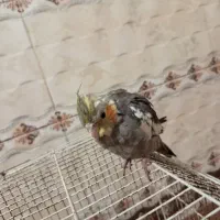 عروس هلندی رایگان