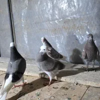 جوجه کبوتر|پرنده|تفرش, |دیوار