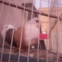 کلاغ زرد مفت