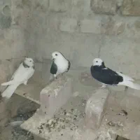 کفتر|پرنده|نیمروز, |دیوار