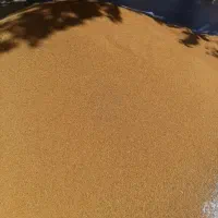 بذر یونجه رنجر آمریکایی