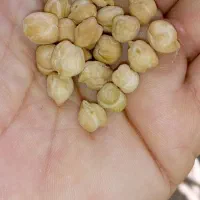 نخودخوراکی حدود 500کلیو