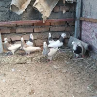 کفتر کبوتر جوجه طوقی|پرنده|تهران, مروارید شهر|دیوار