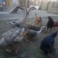 ۶عددغوغازاوکرانی و۲۰عددتخم هاشون وجوجه محلی