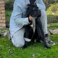 توله سگ کن کورسو رنگ مشکی و رخ