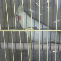 قفس عروس هلندی|لوازم جانبی حیوانات|یزد, |دیوار