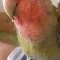 پرنده طوطی برزیلی|پرنده|شاهین‌شهر, شهرک گلدیس|دیوار